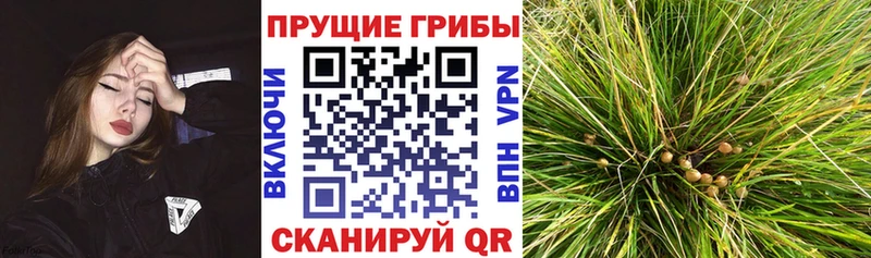 Галлюциногенные грибы Psilocybine cubensis где продают Яблоновский